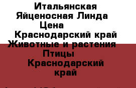 Итальянская Яйценосная Линда › Цена ­ 700 - Краснодарский край Животные и растения » Птицы   . Краснодарский край